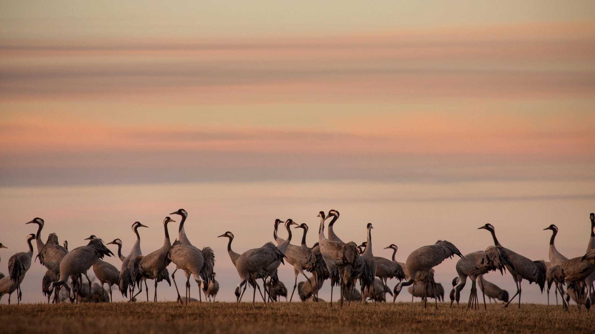 Tranor vid Hornborgasjn, Varnhem, Bergvningen och Modelljrnvgen i Hallsberg 